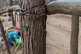 情报站|济南燕子山西坡附近，部分树木被铁丝捆绑勒出深痕图片