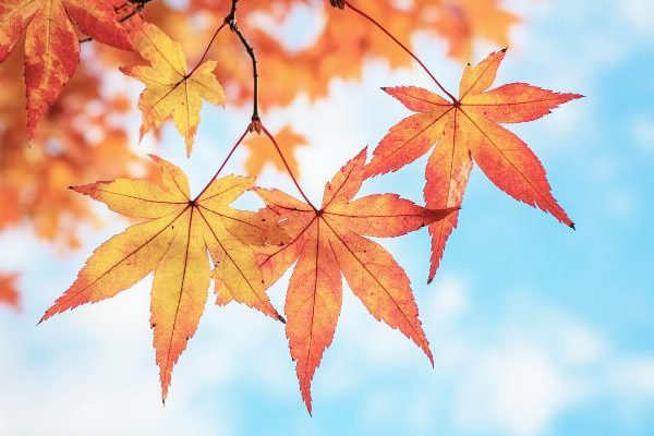 秋假遛娃不迷茫！泸州团团为你送上超全亲子出行指南~