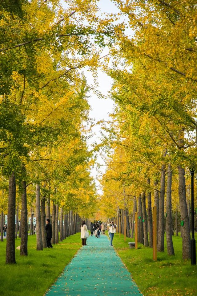 开始黄了，宋夹城“寻金季”正在上线！