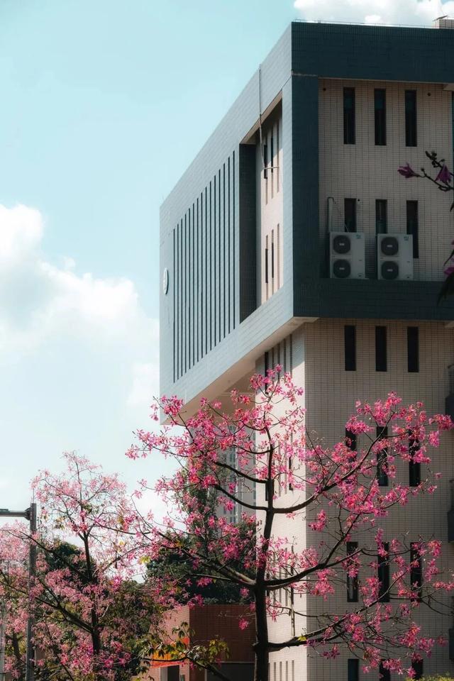 闽侯异木棉全盛登场！是谁的大学这么浪漫呀？