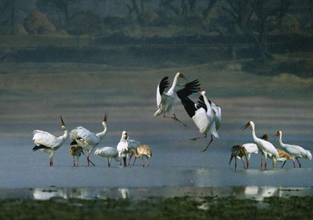 免费观鸟！12月，鄱阳湖国家湿地公园邀你见证百万候鸟越冬奇观
