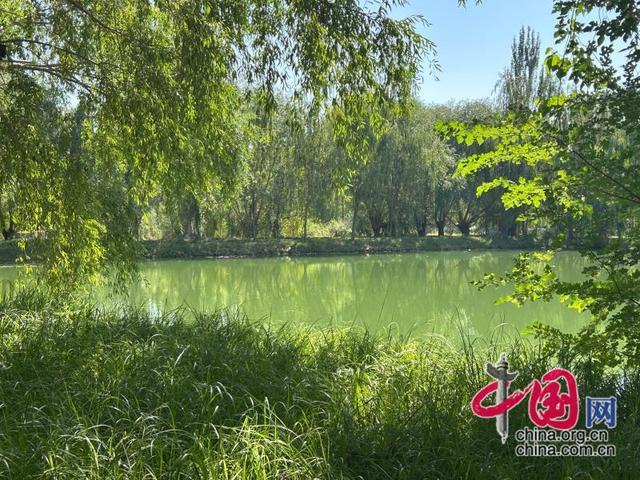 治水兴水看新疆 | 阿克苏国家湿地公园：昔日荒草滩 今朝绿意浓