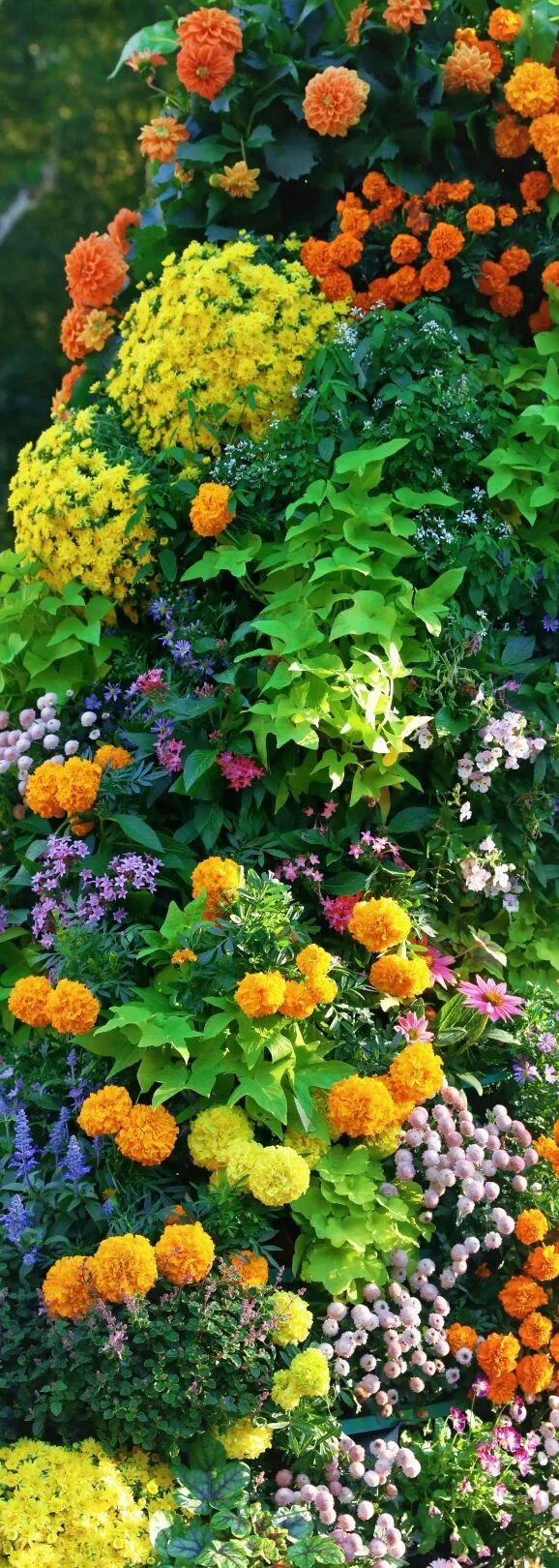 行摄 | 美爆了！秋日花海，限时上映