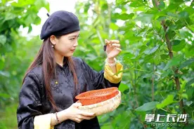 组图｜桑葚熟啦图片