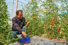 （乡村行·看振兴）浙江宁波：一颗小番茄 添彩致富路图片