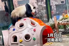 大熊猫灵岩性感抖臀致直播间被封十分钟，网友调侃：直播被封第一熊图片