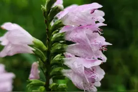 芝麻花开节节高图片