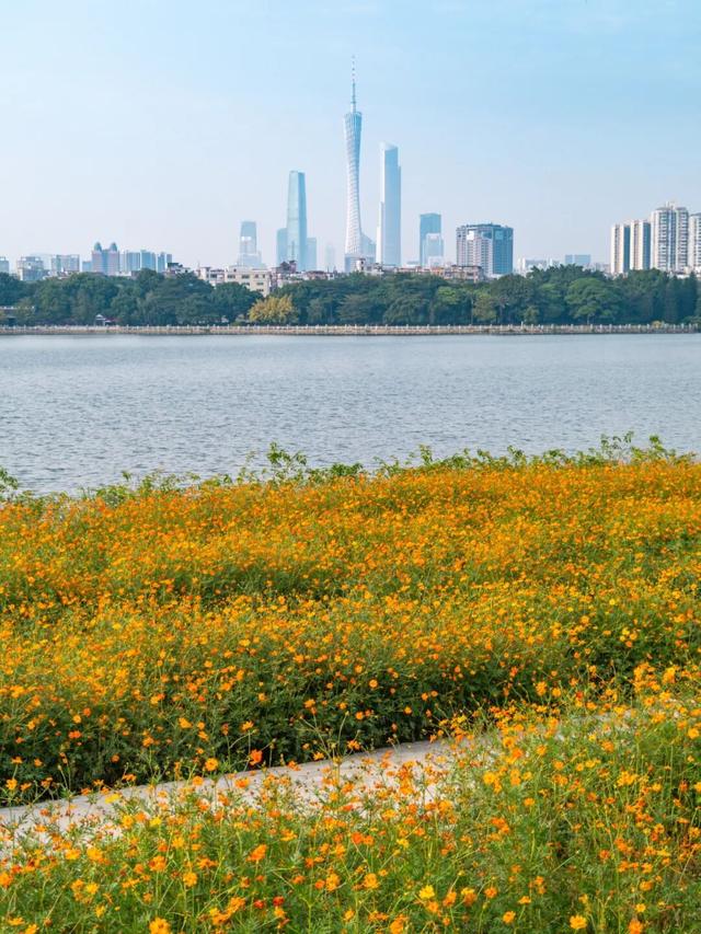 广州市区上万平方米“金色花海”，进入最佳观赏期