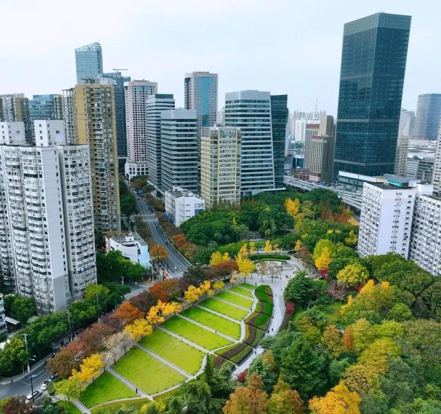 金色长廊加载中！静安这条道路银杏渐入佳境↑