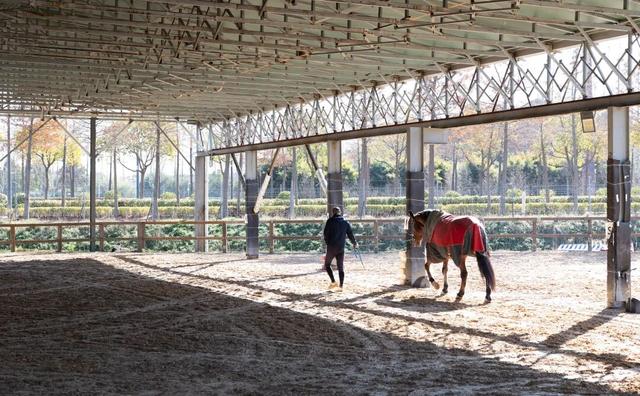 马年寻马趣！盘点崇明3家宝藏骑马场