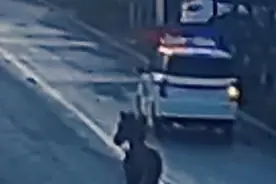 街头出现脱缰骏马 民警秒变“套马的汉子”图片