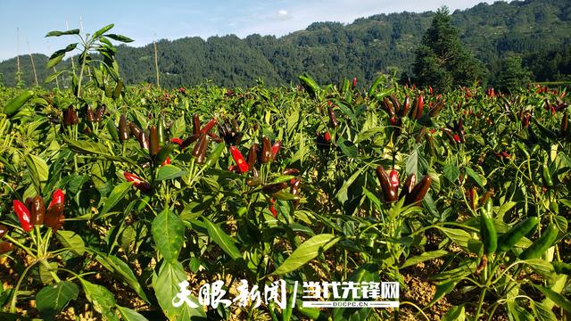 雷山雀鸟苗寨：藏于雷公山腹地的小众秘境