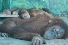 呆萌可爱！一只九岁红毛猩猩在河南沁阳和生森林动物乐园顺利产仔图片