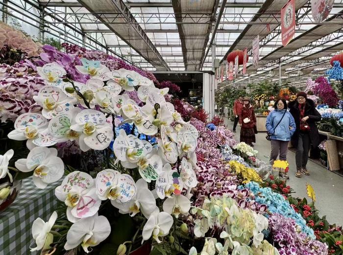 图记|花店女儿寒假作画,把年宵花画出新花样 - 图画吧TUHUABA