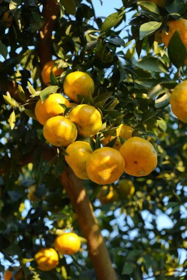 浦北陈皮文化旅游周28日开幕