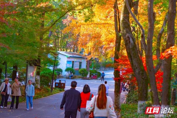 岁暖时刻丨枫叶一红，省植物园的“暖色派对”开始了