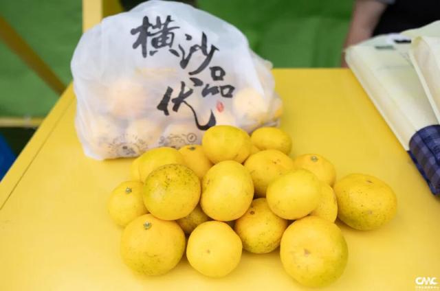 来横沙乡的金色稻田里，遇见诗和远方