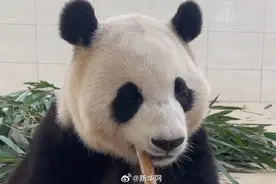 就在今天！福宝要和大家见面啦！图片