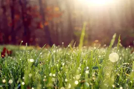 春菜不可少！补阳气，增强免疫力~现在吃正当季图片