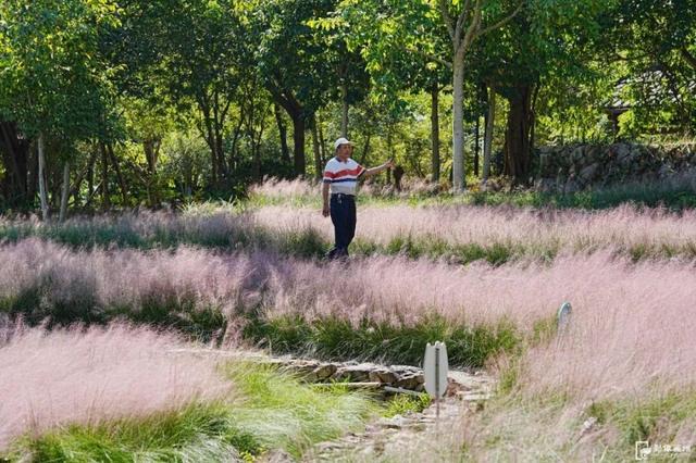 成片粉黛乱子草花海梦幻上线！这些公园火了！