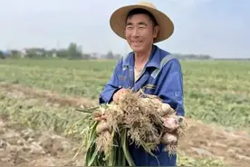 江苏邳州：大蒜产业跑出标准化发展之路图片