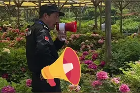岁岁年年花不同——第41届中国洛阳牡丹文化节见闻图片