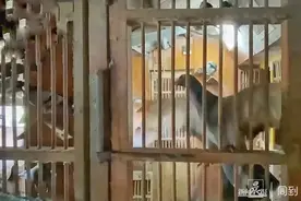 夏令服务提升行动⑬ | 几百只鸽子养在楼顶，虹口一小区居民深受其苦16年图片