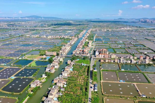 小斗湖鳘鱼胶效果 2026年斗湖鱼胶的功效与作用