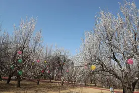 倒计时4天！商河·怀仁第十届踏青赏花文化旅游节即将开幕！图片