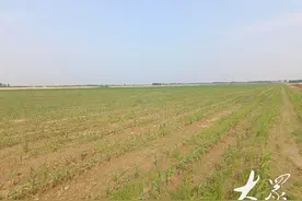 从“白茫茫”到“绿油油”，盐碱地变身“新粮仓”图片