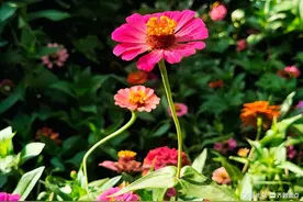 步步登高惊艳绽放，一朵更比一朵高图片