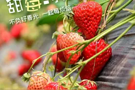 甜！这里有份草莓采摘地图图片