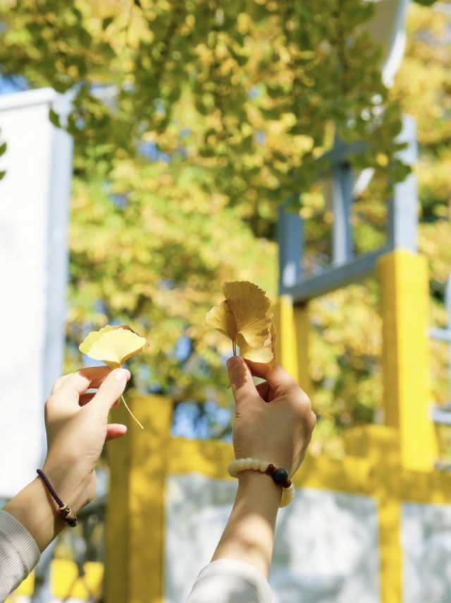 上海顶级秋景！藏着传统中国色→