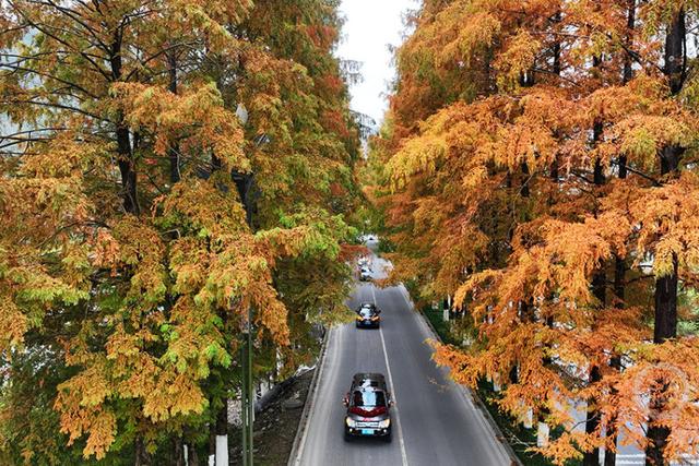 国道319线层林尽染绘就绝美 “公路画廊”