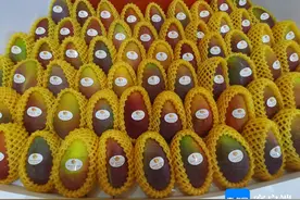 持续降雨影响海南部分地区芒果开花挂果 听听专家怎样支招→图片