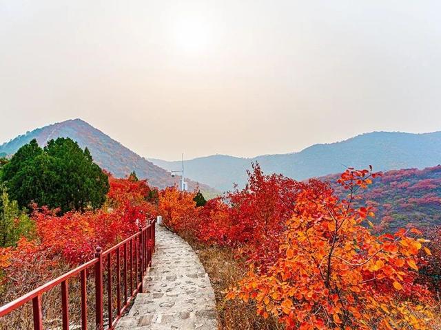 北京号最精彩 | 太惊喜！京城第一波蜡梅开啦！位置就在——