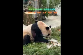 杭州动物园大熊猫馆开馆，“春生”“香果”正式与公众见面图片