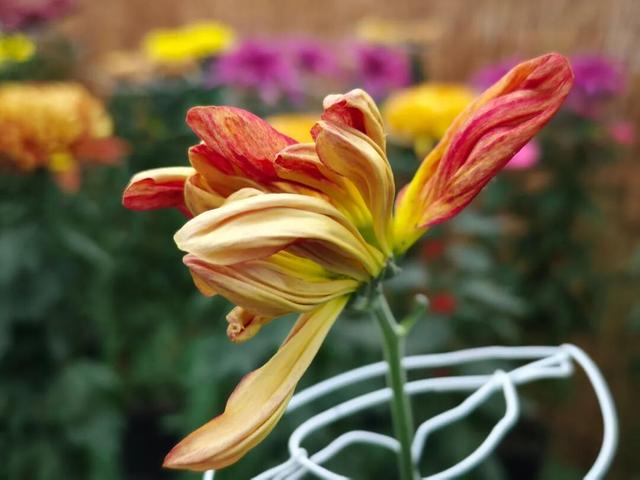 限时开启！花展进行中，还可以带回家→