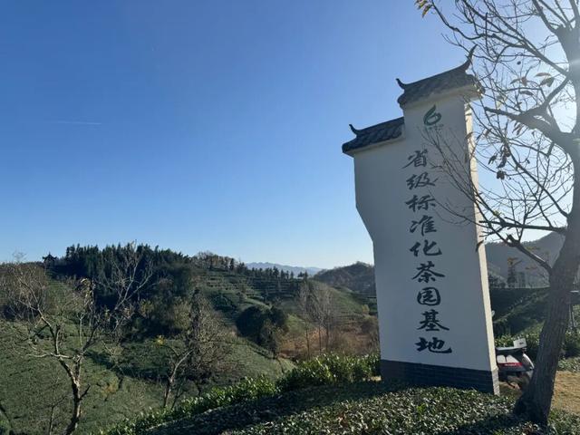 “沪六”对口合作走过三年：“瓜片产地”变身文旅小镇