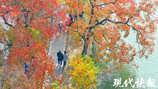 陆游笔下的乌桕红，在南京月牙堤美成了诗