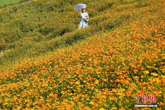 重庆：金秋花海引游人