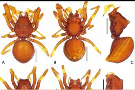 丹霞山第45个新物种！韶关学院发现第3个蜘蛛新物种丹霞华盾蛛图片