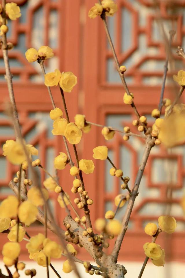 武汉热门景点，元旦开放！错过等一年