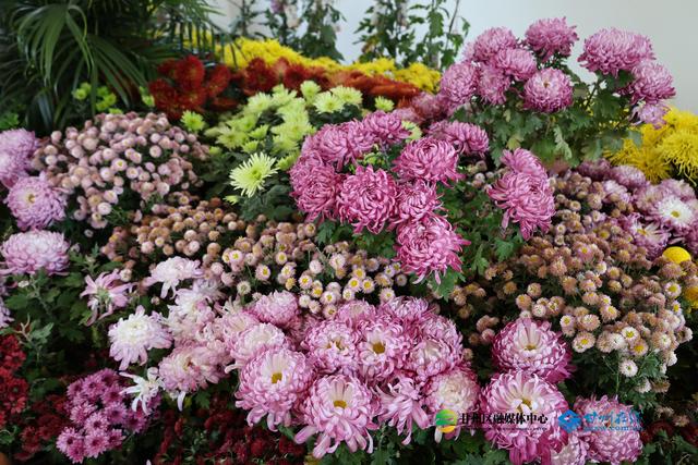 甘州府城：一半是人间烟火，一半是菊韵诗魂