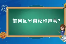 ​湘鄂行·一苇绿千年① | 你所认识的“芦苇”，可能不是芦苇？图片