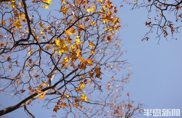 八大关枫叶抓紧看