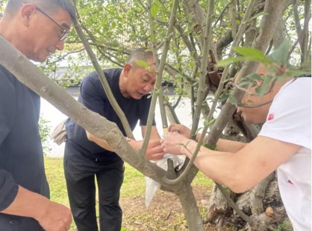 宜兴→眉山，“东坡海棠”回归故里！