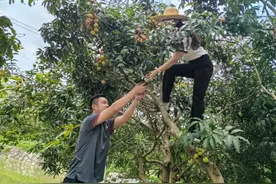 从“枝头鲜”到“世界甜”，顺丰助力个人荔枝寄递24小时速达新加坡图片