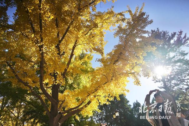 拥抱秋色！地坛银杏大道游人如潮