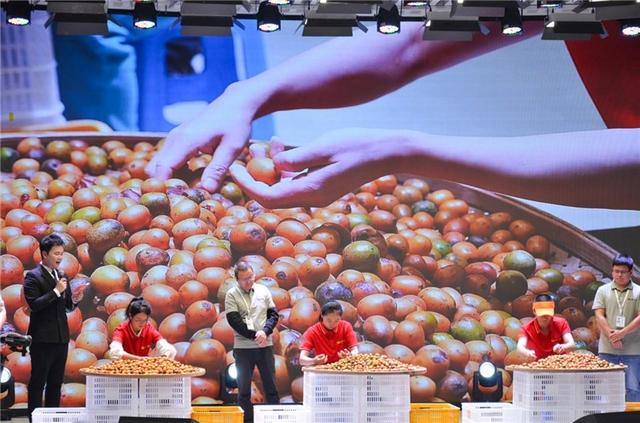 2025中国南酸枣之乡旅游音乐文化节暨齐云山登山节圆满收官